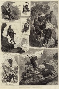 Gemsjacht in Tirol (gravure) door European School