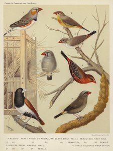 Kastanjeoor Vink of Australische Zebravink, Mannetje, Vrouwtje, Afrikaanse Zebra Waxbill, Mannetje, Vrouwtje, Amaduvade Vink, Mannetje, Vrouwtje, Driekleurige Vink of Non door European School