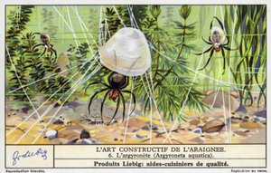 Duikbeker spin (Argyroneta aquatica) (chromolitho) door European School