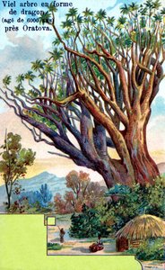 Drakenboom in Orotava, Tenerife