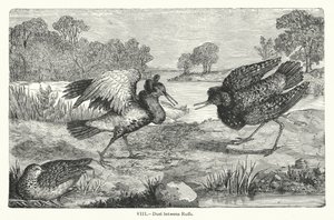 Duel tussen ruften (gravure) door European School