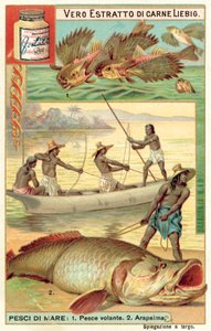 Vliegende vissen en arapaima