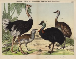 Gallinae, Cursores, Grallatores, Trap en Struisvogels door European School