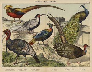 Hoenderachtigen, Wildvogels
