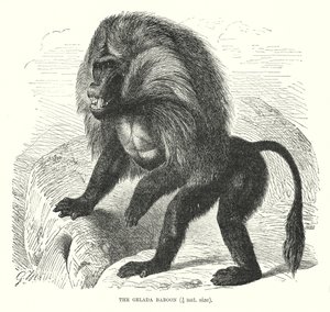 Gelada baviaan (gravure) door European School