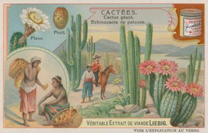Reuzencactus met Bloemen en Vruchten