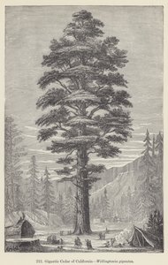 Gigantische Ceder van Californië, Wellingtonia gigantea door European School
