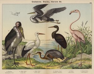 Grallatores, Ooievaars, Reigers
