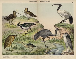 Grallatores, Wadende Vogels