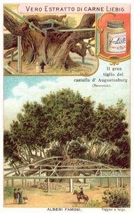 Grote lindeboom op het terrein van de Augustusburg Jachthuis, Saksen, Duitsland