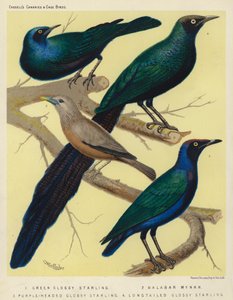 Groene glansspreeuw, Malabar-mynah, paarskopglansspreeuw, langstaartglansspreeuw door European School