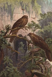 Guacharo