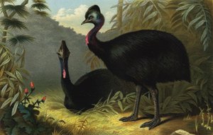 Helmkasuaris