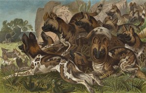 Hianenhund