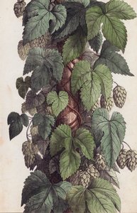 Hoprank (kleurenlitho) door European School