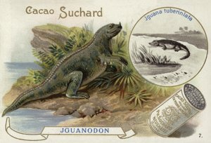Iguanodon en Iguana Tuberinlata