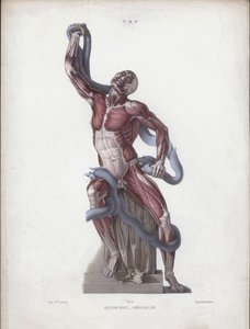 Illustratie voor De Anatomie van de Externe Vormen van de Mens: Laocoon door European School
