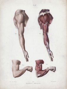 Illustratie voor De Anatomie van de Externe Vormen van de Mens: Mannelijke arm en handen door European School