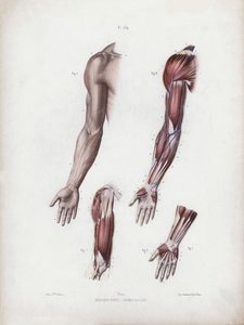 Illustratie voor De Anatomie van de Externe Vormen van de Mens: Mannelijke arm en handen door European School