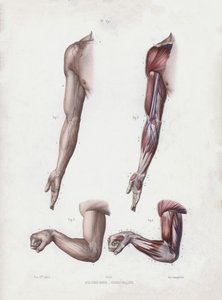 Illustratie voor De Anatomie van de Externe Vormen van de Mens: Mannelijke arm en handen door European School