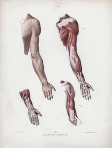 Illustratie voor De anatomie van de externe vormen van de mens: Mannelijke arm en handen door European School