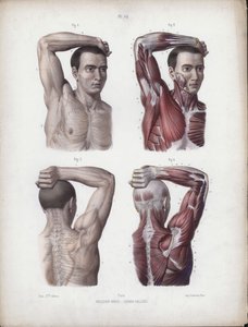 Illustratie voor De anatomie van de externe vormen van de mens: Mannelijke arm, hoofd en torso door European School