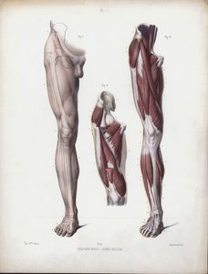 Illustratie voor De Anatomie van de Externe Vormen van de Mens: Mannelijk been, vooraanzicht