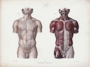Illustratie voor De Anatomie van de Externe Vormen van de Mens: Mannelijke torso, vooraanzicht