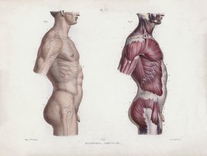 Illustratie voor De Anatomie van de Externe Vormen van de Mens: Mannelijke torso, zijaanzicht door European School