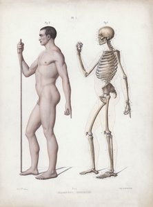 Illustratie voor De Anatomie van de Externe Vormen van de Mens: Man staand, zijaanzicht