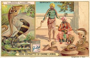 Indische cobra en groefkopadder door European School