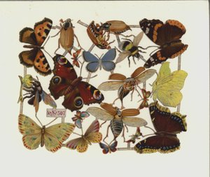 Insecten