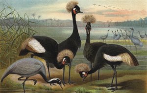 Maagden en Pauwenkraanvogel door European School