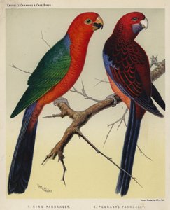 Koning Parkiet, Pennant