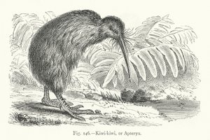 Kiwi-kiwi, of Apteryx door European School