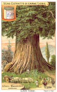 Mammoetboom, Californië (chromolitho)
