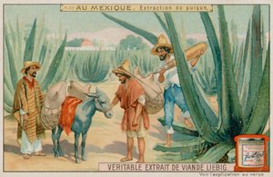 Mexicaan haalt pulque uit een cactus door European School