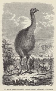 Moa, of gigantische Dinornis (D giganteus) hersteld; en Apteryx, A Mantelli door European School