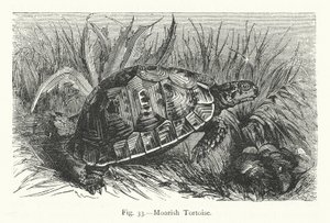 Moorse schildpad (gravure) door European School
