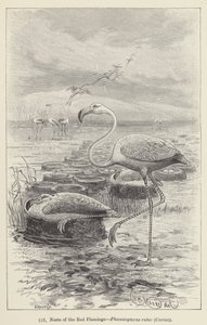 Nesten van de rode flamingo, Phoenicopterus ruber, Cuvier (gravure) door European School