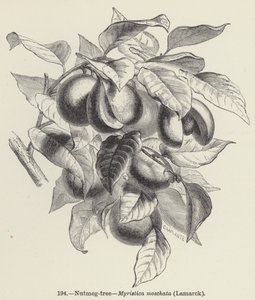 Nootmuskaatboom, Myristica moschata, Lamarck door European School