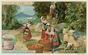 Sinaasappeloogst in Italië door European School
