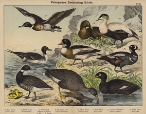 Palmipedes, Zwemmende Vogels door European School