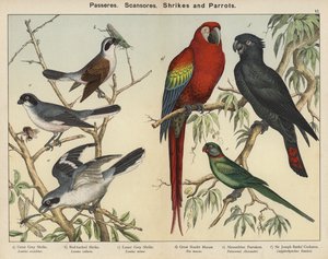 Zangvogels, Klimvogels, Klauwieren en Papegaaien