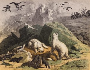 IJsberen van Noord-Siberië die zich tegoed doen aan een dode Walrus door European School