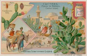 Vijgcactus (Nopal) en Cochenillekever door European School