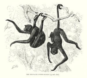 Spinaap met rood gezicht (gravure)