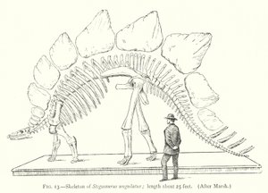 Skelet van Stegosaurus ungulatus door European School