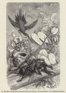 De vogel-etende spin (Mygale avicularia) die een kolibrie doodt (gravure) door European School