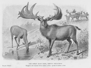 Het grote Ierse hert, Cervus Megaceros